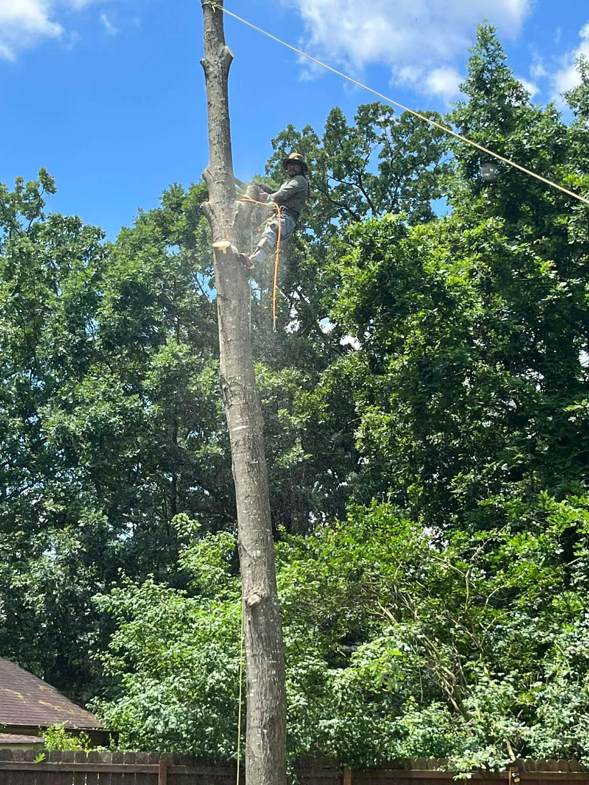Especialista en árbol